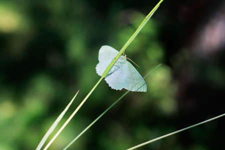The little blue butterflyの写真素材