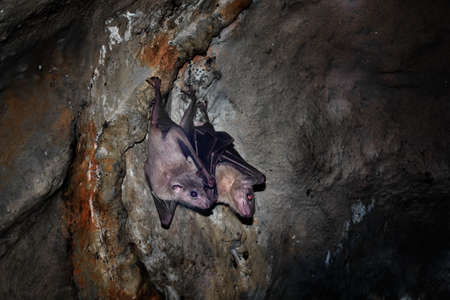 a couple of bats in a caveの写真素材
