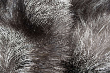 Background Fur silver fox