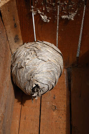 Hornet's nest in wooden boxの写真素材