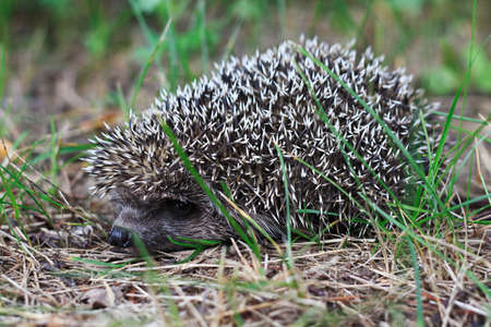 Hedgehog in the grassの写真素材