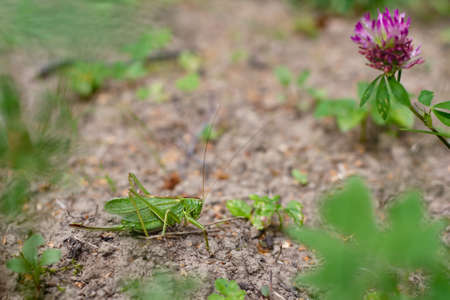Green locustの写真素材