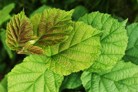 New hazelの写真素材