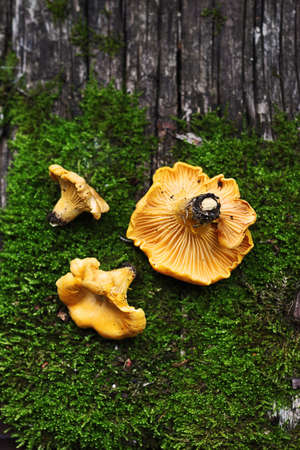 Three fresh chanterelles