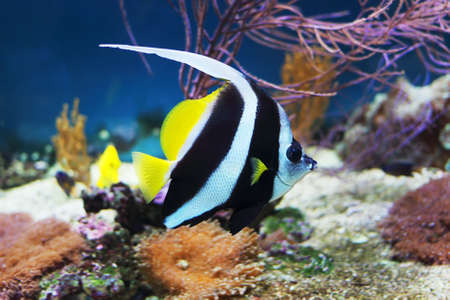 Tropical fish Pennant coralfish or coachman