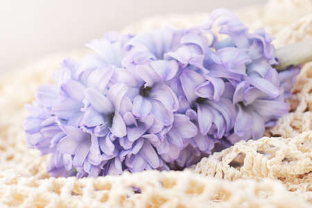 Blue hyacinth on a vintage decorative knitted fabricの写真素材