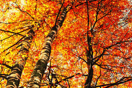 Yellow-red birches in the fallの写真素材