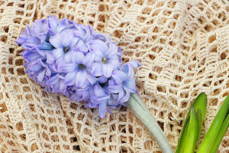  Blue hyacinth on a vintage decorative knitted fabricの写真素材