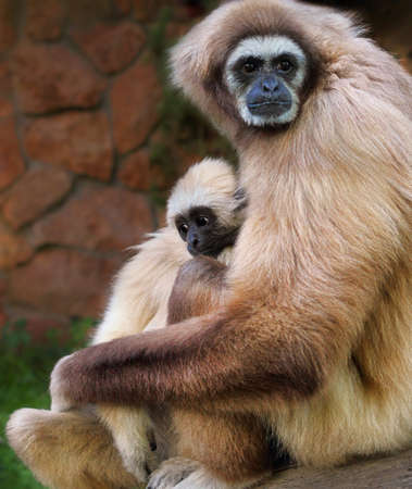 Lar gibbon with a babyの写真素材