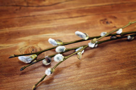 Willow branches on wooden backgroundの写真素材