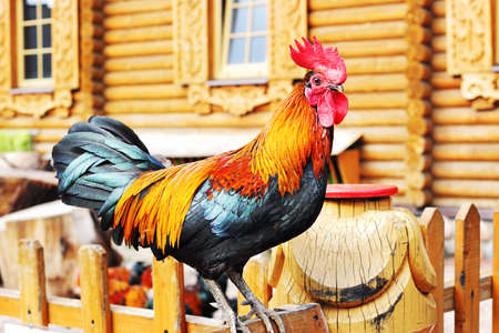 Rooster on wooden fenceの写真素材