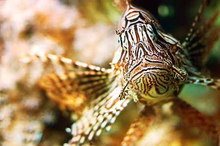 Red lionfish (Pterois volitans)の写真素材