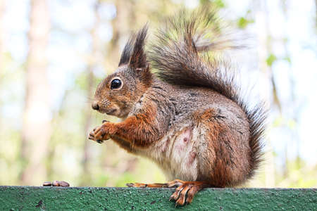 Squirrelの写真素材