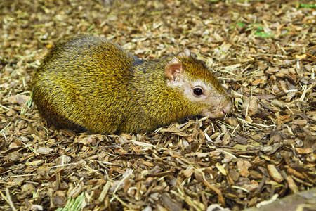 Central American Agouti