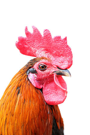 Portrait of a rooster isolated on a whiteの写真素材