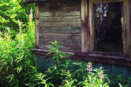 Epilobium near the derelict rural houseの写真素材