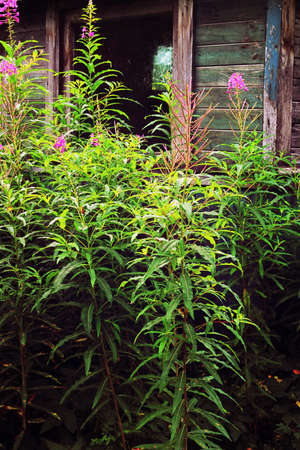 Epilobium near the derelict rural houseの写真素材