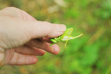 Grasshopper in the hand of peopleの写真素材