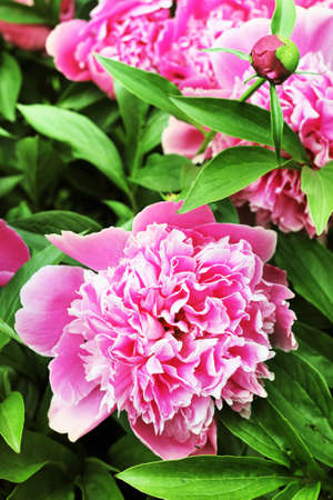 Pink peonyの写真素材