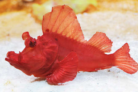 Scorpion fish (Rhinopias eschmeyeri)の写真素材