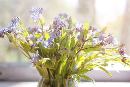 Forget-me-nots or  Myosotisの写真素材