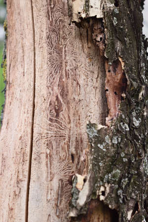 Sick tree with insect pattern and holes in bark, closeup