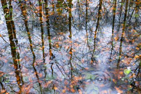 Reflection of the autumn forest in water at the time of rainの写真素材