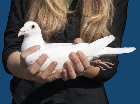 White pigeon in the hands of the girl. Objects over black.の写真素材