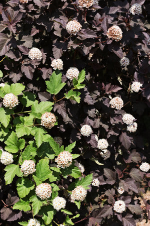 Flowering shrub viburnum with green leaves and brown-leaved viburnum