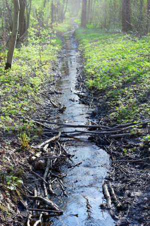 Water ditch in the spring forestの写真素材