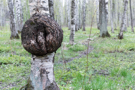 The growth of birch