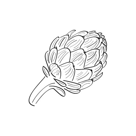 Artichokes vector sketch icon isolated on white background.For infographic, website or appのイラスト素材