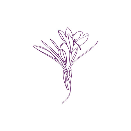 Saffron crocus flower or Botanica crocus vector black and white. Can be used for cards, invitations, banners, posters, print designのイラスト素材