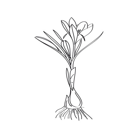 Saffron crocus flower or Botanica crocus vector black and white. Can be used for cards, invitations, banners, posters, print designのイラスト素材