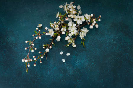 Close-up photo of Beautiful white Flowering Cherry Tree branches. Wedding, engagement or betrothal...