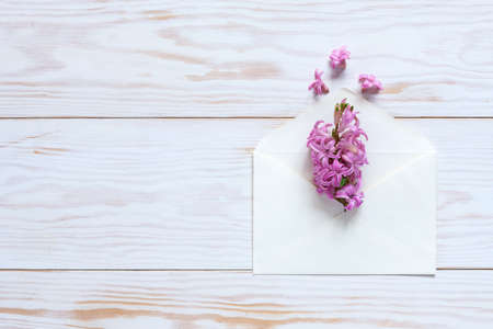 Pink Hyacinth in white paper envelope. Top view, close-up, flat lay on white wooden backgroundの写真素材