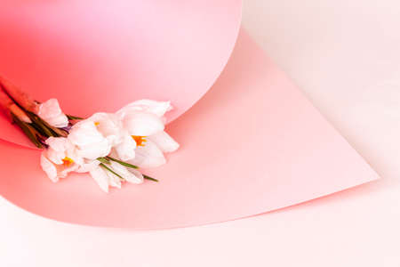 Top view of beautiful fresh crocuc in paper swirl on pastel color backgroundの写真素材