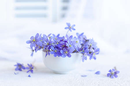 Fresh bouquet of delicate spring flowers of the liverwort Hepatica Nobilis in a white vase on a...