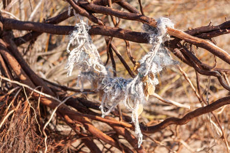 A tangled fishing net hangs on tree branches, cast ashore on the Baltic Sea after a storm. Environmental pollutionの写真素材