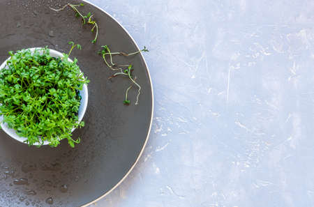 Watercress salad microgreens on a plate. Close-up, top view on a light gray backgroundの写真素材