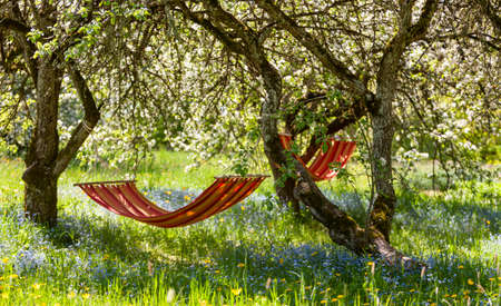 Beautiful landscape with two  red hammocks in the spring garden with blooming apple trees, sunny day. Concept for relaxation, rural tourism. Selective focusの写真素材