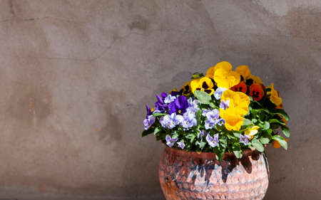 Ceramic pot with bright summer flowers pansies on the background of an old stone plastered wall....