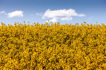 Golden blooming rapeseed field on blue sky background with beautiful clouds, plant for green energy.
