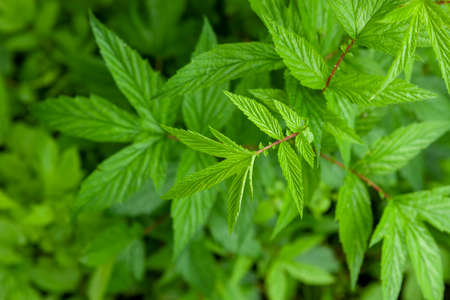 Green leaves of the bush outdoor. Natural floral background. Selective focus