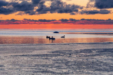 Flock of swans on Beautiful winter cloudy sunset over Baltic sea. The sea covered with ice. Natural background. Latvia. Copy space for textの写真素材