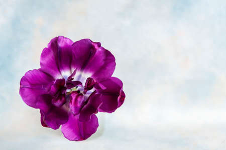 Top view of Beautiful purple tulip. Close-up, selective focus