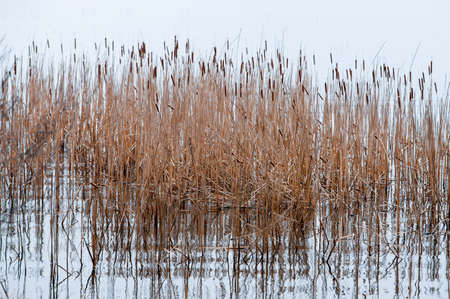 Dry reed stalks in lake water, outdoors, open air, natural background