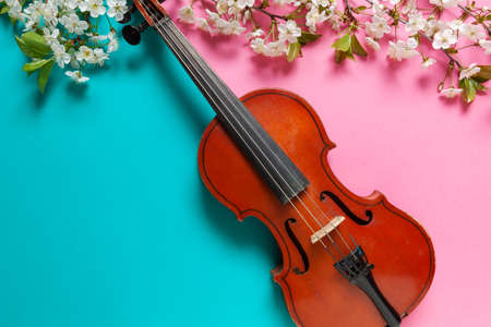 Close up of Branch of blossoming cherry and violin on azure and pink duotone backgroundの写真素材