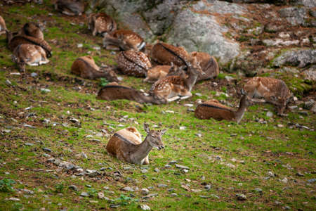 A small herd of deer in the background of rocks and autumn grassの写真素材