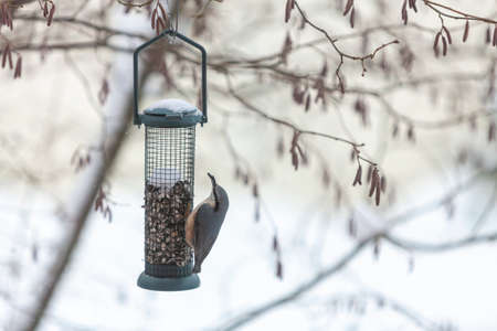 Bird Nuthatch Sitta europaea on bird feeder in winter in snowfallの写真素材